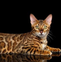 Cats for Sale