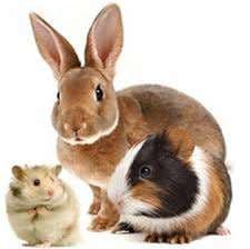 Small Animals (Rabbits, Guinea Pigs, etc.)