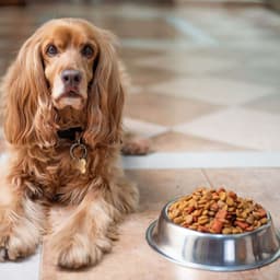 Pet Food