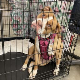 Pet Adoption Services